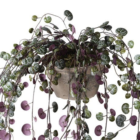angel vine hanging plant Potted Purple Angel Vine – Grandad's Shed