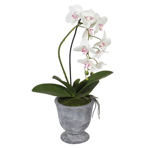 Orchid in Clay Pot