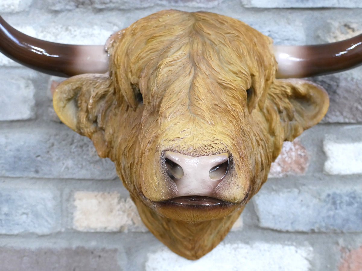 Large Highland cow head wall mount, face and horn detail