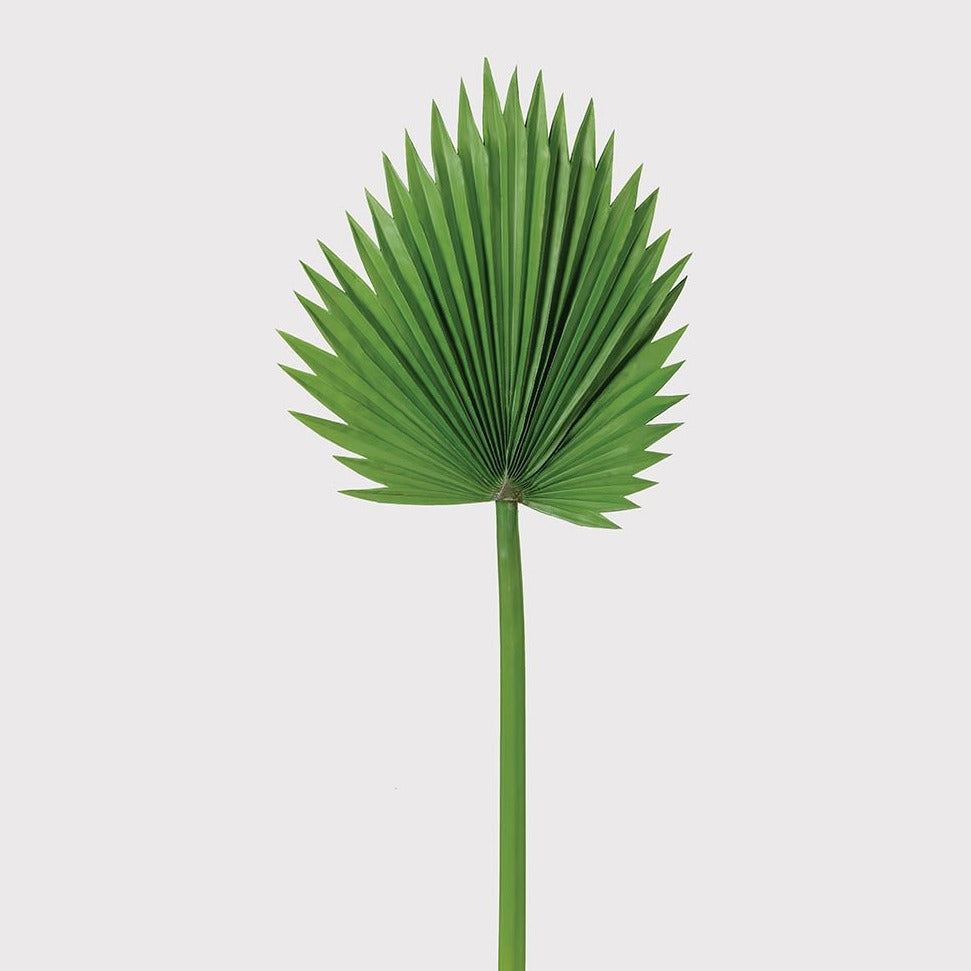 Green Fan Palm Leaf Stem