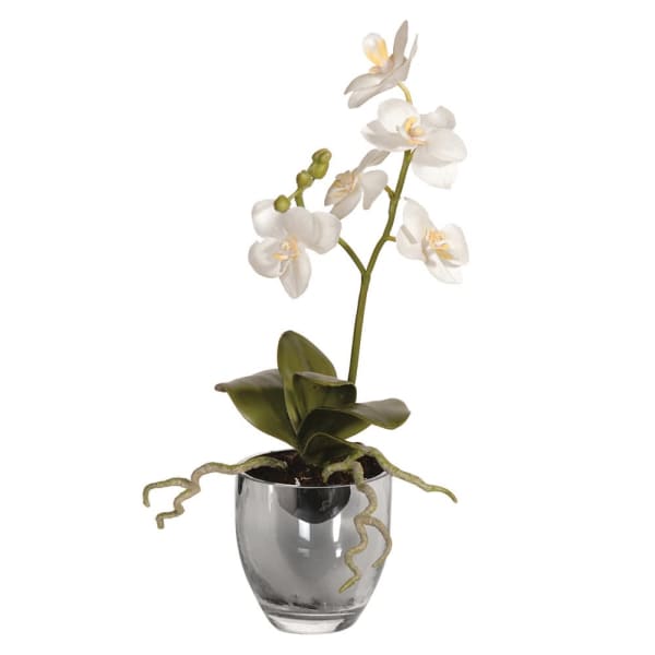 White Baby Orchid Phalaenopsis Plant in Metallic Glass Pot