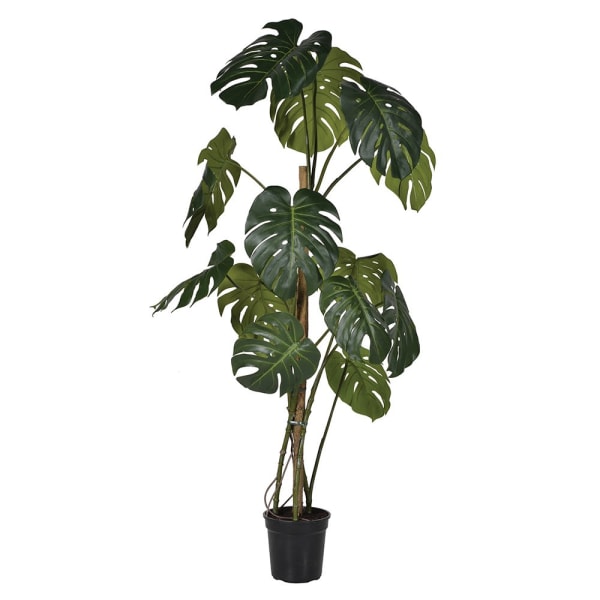 plastic monstera plant Green Monstera Tree in Black Plastic Pot – Grandad's Shed