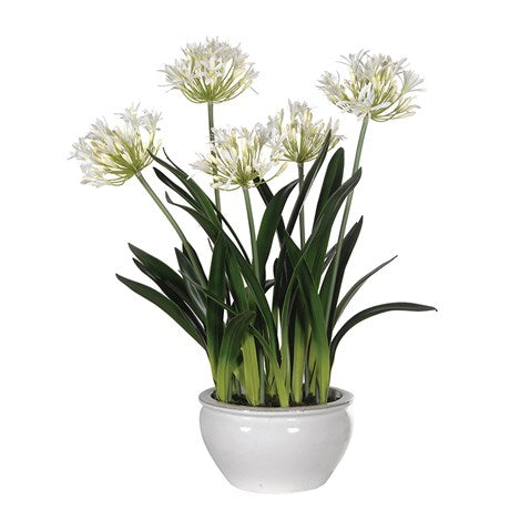 Agapanthus Plants in White Glazed Pot