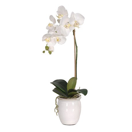 White Orchid Plant in Cream Pot