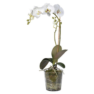 White Orchid Phalaenopsis Plant with Moss in Glass Pot Shaped Bowl