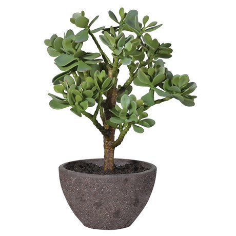 Green Money Tree in Textured Pot