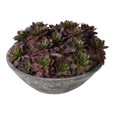 Echeveria Plants in Grey Cement Bowl