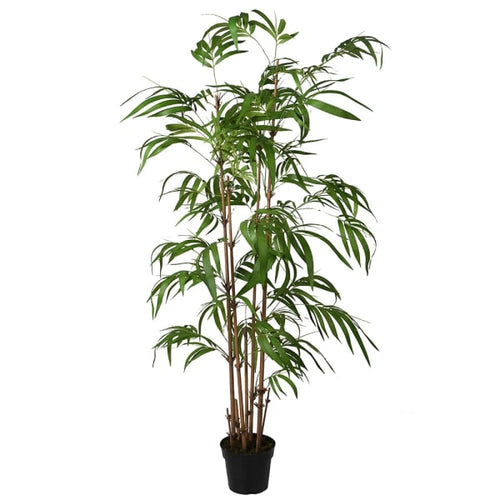 Tall Bamboo Plant in Pot