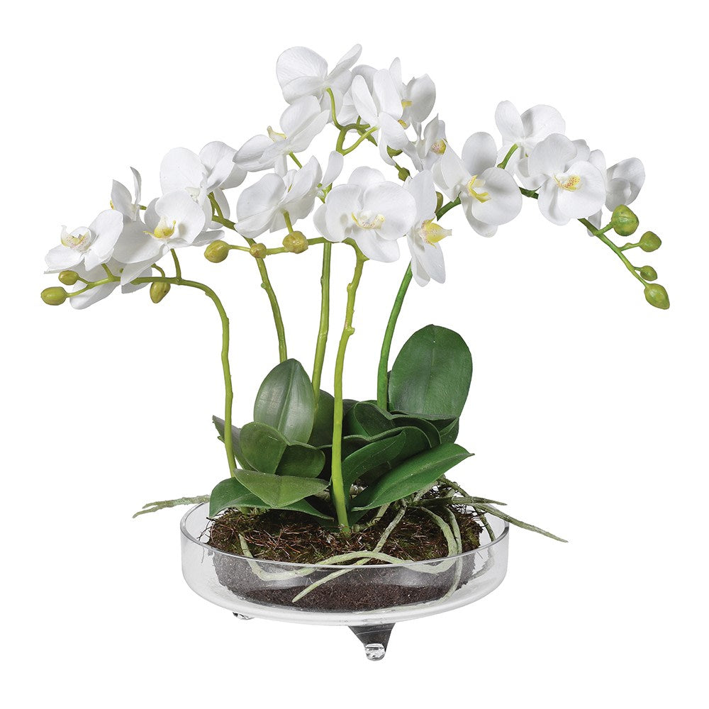 White Small Orchid Phalaenopsis Plants Arrangement in Glass Bowl with Feet