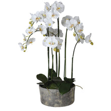 White Orchid Phalaenopsis Plants in Round Grey Cement Planter