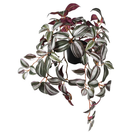Wandering Trailing Plant