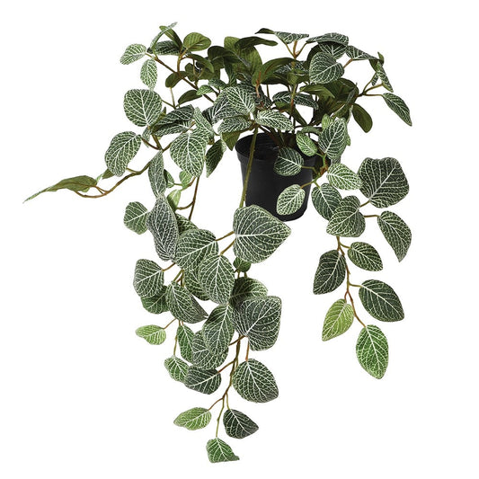 Fittonia Trailing Plant